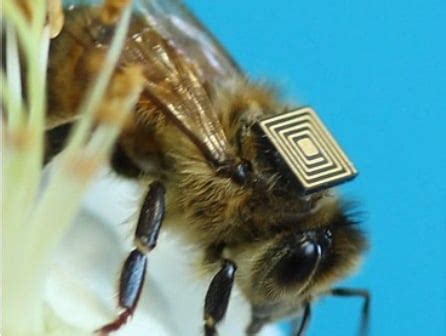 rfid bee tracking|honey bee tracking.